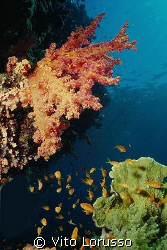 Corals - Dendronephthya sp. by Vito Lorusso 